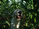 Mj labrador "Zula" czekajcy w kukurydzy na dziki