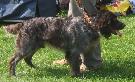 Wachtelhund IBIS ST.HUBERTUS - Pies Reproduktor