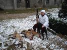 3 liski w p godziny na pierwszym niegu