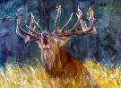 Zdjcia przedstawia byka jelenia.Jest to obraz olejny mojego autorstwa.Moja 