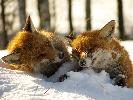 Pikne lisy ktre przysporzyy mi wiele emocji podczas zimowego polowania.