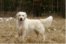 Golden Retriever
MCHPL, CHPL  IBSEN Salto Del Angell
(polowanie w scenerii zimowej)