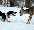 Pointer z mloda sarna...znalazl ja i mu sie spodobala ..:)
