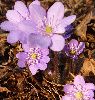 Hepatica nobilis - Przylaszczka pospolita