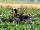 Wielki Bkitny Gaskoski Goczy (Grande Bleu de Gascogne - FCI 22).
GIULIA aux Aboies du Petit Gardonne (Francja, w. Waldemar Odak)
Certyfikat uytkowoci, KT II -x2, KT III-x1, Interchampion C.I.E. / C.I.B.