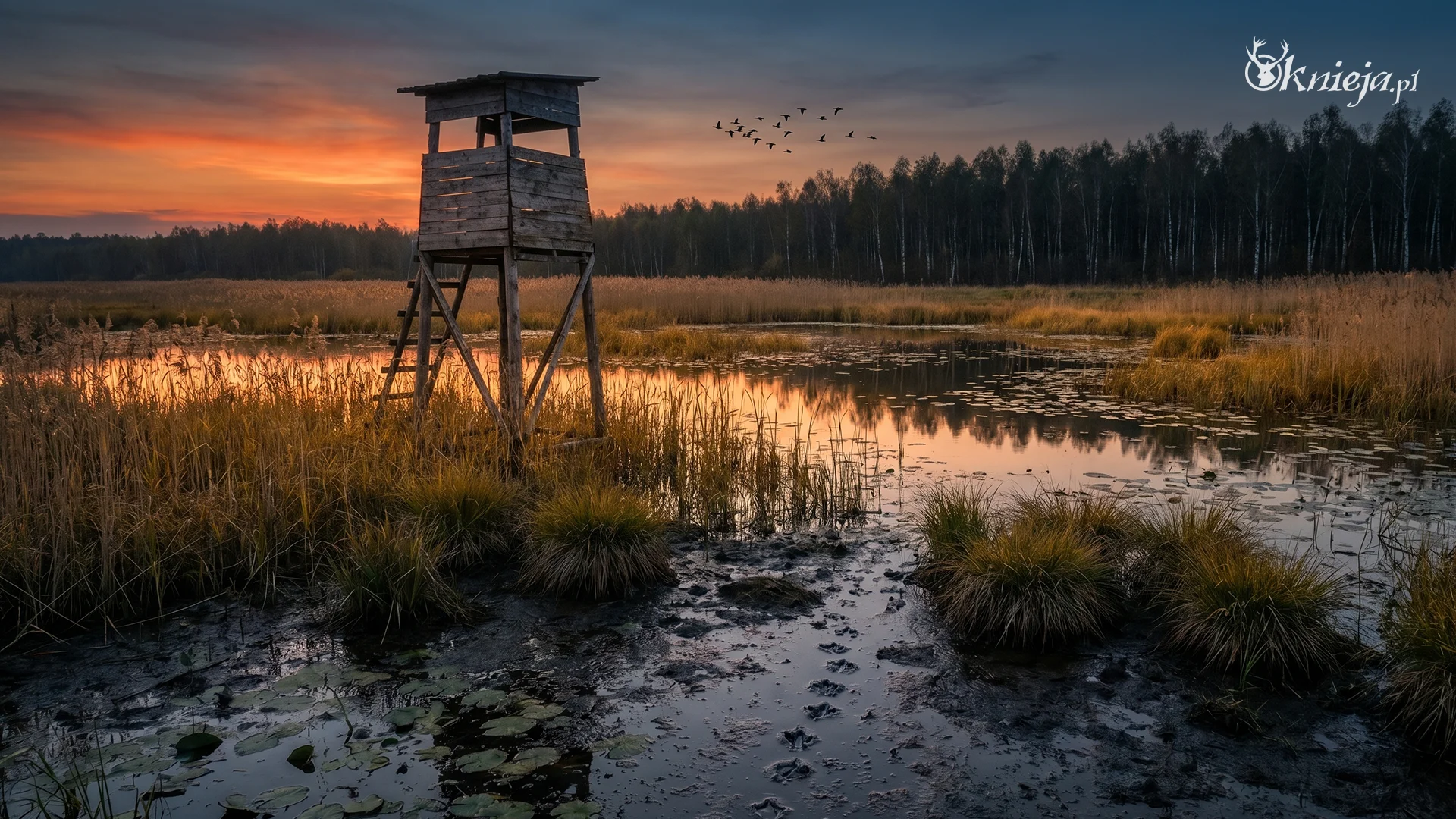 Ambona nad mokradłem o zachodzie