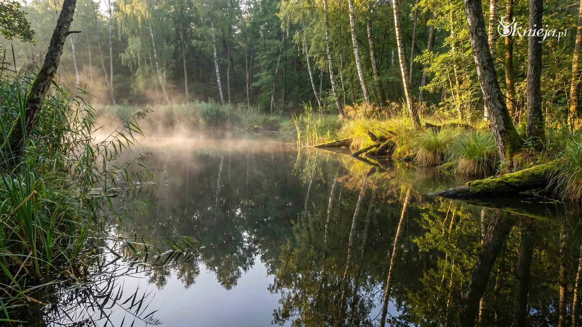 Staw leśny z poranną mgłą