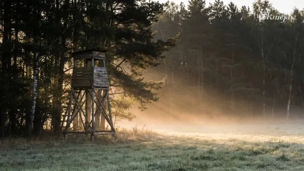 Ambona myśliwska o świcie