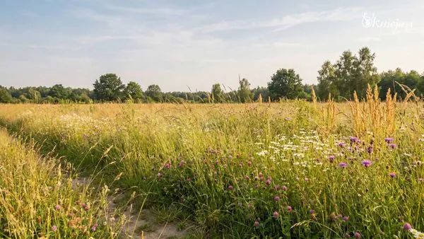 Letnia łąka kwietna