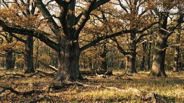 Starodrzew dębowy
