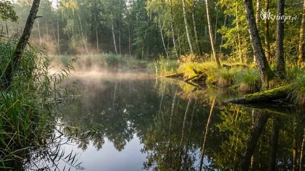 Staw leśny z poranną mgłą