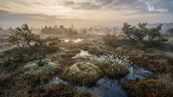 Torfowisko o poranku