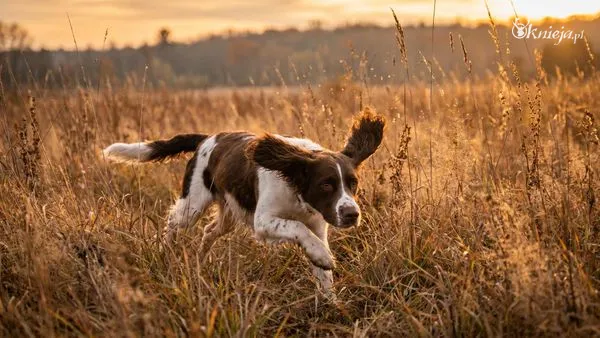 English Springer Spaniel w wysokich trawach